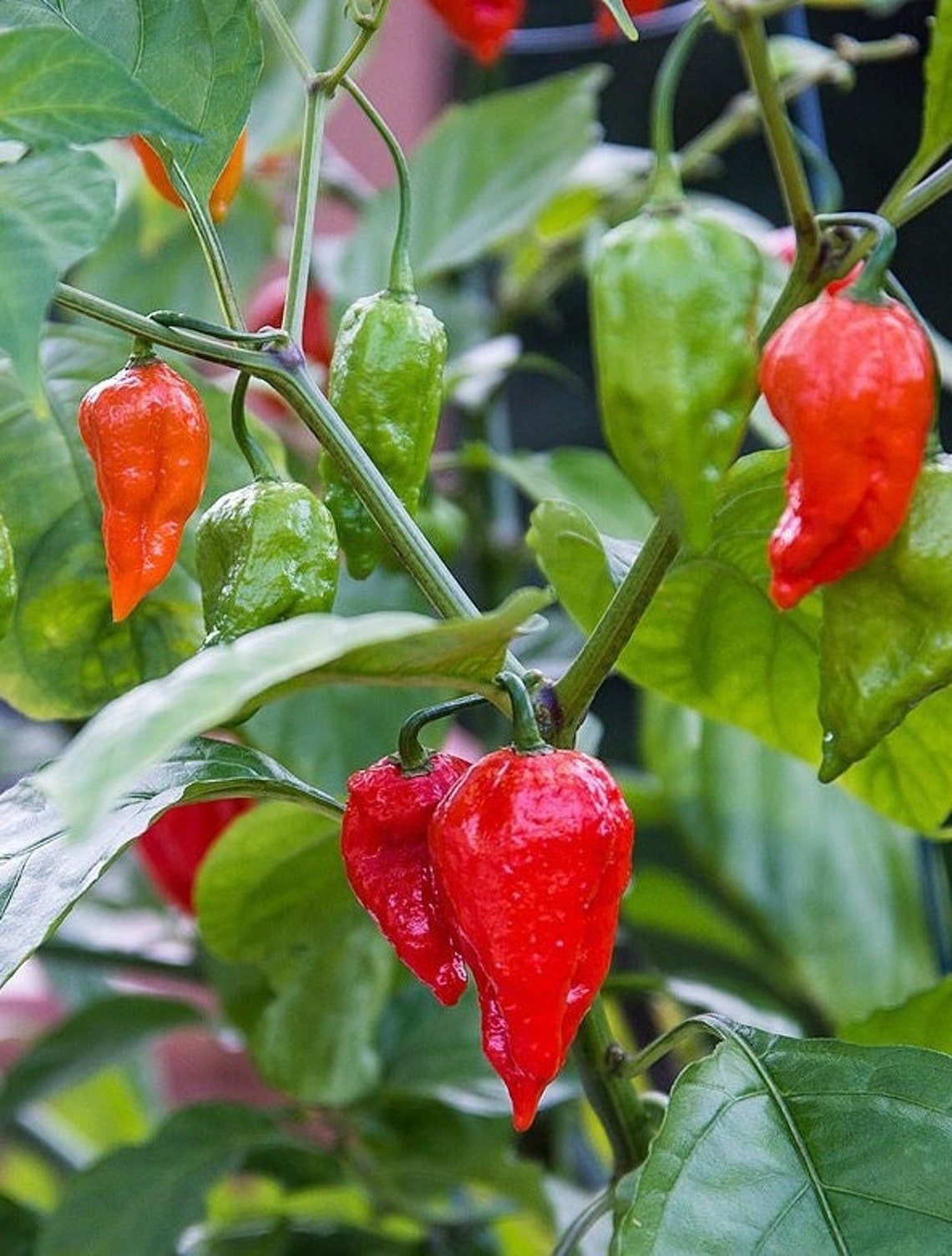 Ghost Pepper/ Bhut Jolokia Pepper Seeds | Hot | Organic - Etsy