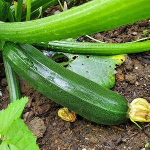 Dark Green Zucchini Seeds | Heirloom | Organic | Summer Squash