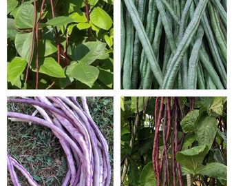 Collezione di fagioli lunghi da un metro / Semi