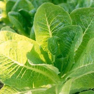 May include: Close-up of fresh, vibrant green romaine lettuce leaves. The leaves are textured with prominent veins, and the image is well-lit, highlighting the natural colors and details of the plant. The lettuce appears healthy and ready for harvest.