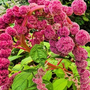 May include: Close-up of a vibrant plant with cascading, deep pink flower clusters. The flowers have a textured, almost fuzzy appearance, contrasted by bright green leaves. The stems are a reddish-pink, creating a striking color palette.