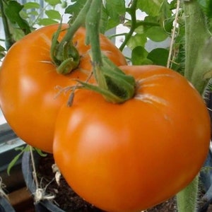 Nebraska Wedding Tomato Seeds | Heirloom | Organic