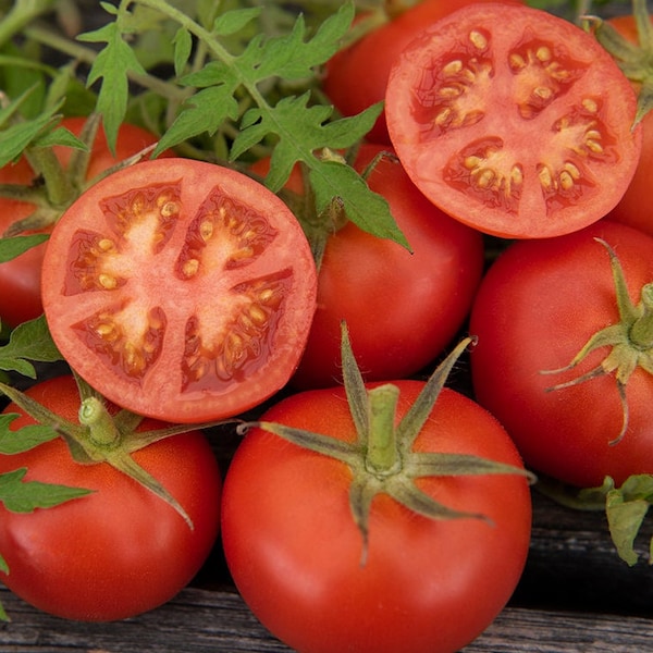 Tomate sapin argenté | Héritage | Biologique