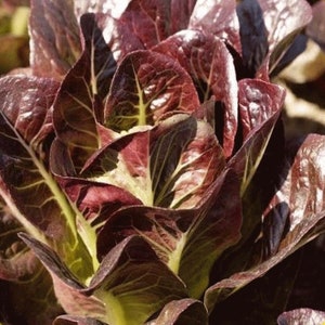 Super Red Romaine Lettuce Seeds | Heirloom