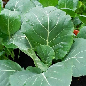 May include: Close-up of a vibrant green collard greens plant with large, textured leaves. The leaves are fresh and appear to be recently watered.