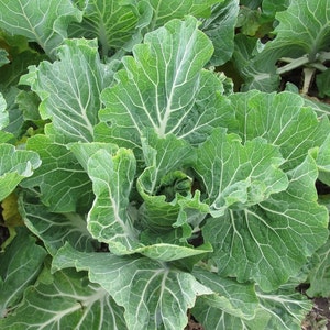 Portuguese Kale | Heirloom | Organic