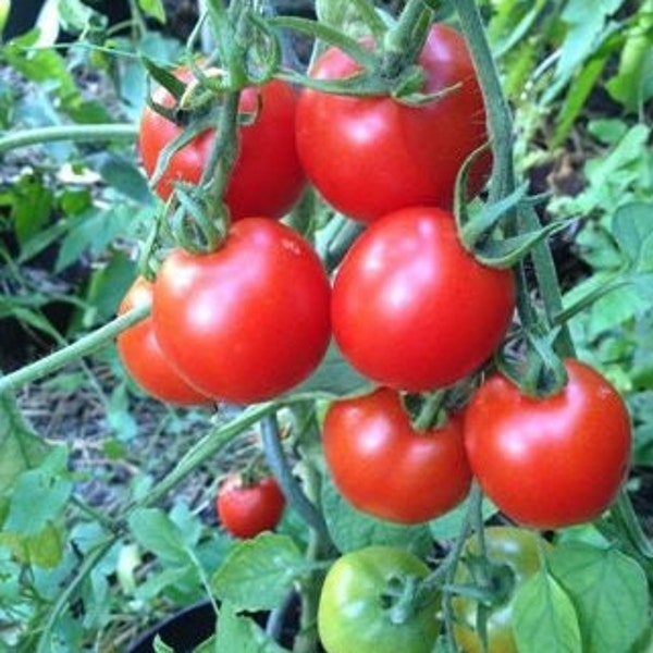Quedlinburger Furhe Libe Tomato Seeds | Heirloom