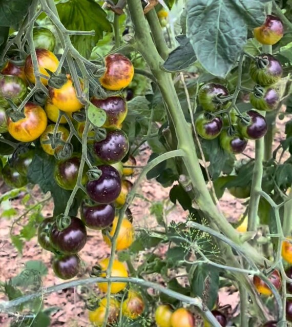 Cosmic Purple Rain Tomato Seeds - Etsy
