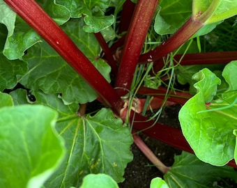 Glaskin's Perpetual Rhubarb Seeds | Heirloom