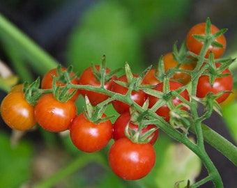 Rote Johannisbeere Tomatensamen | Erbstück | Bio