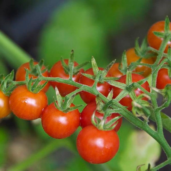 Red Currant Tomato Seeds | Heirloom | Organic