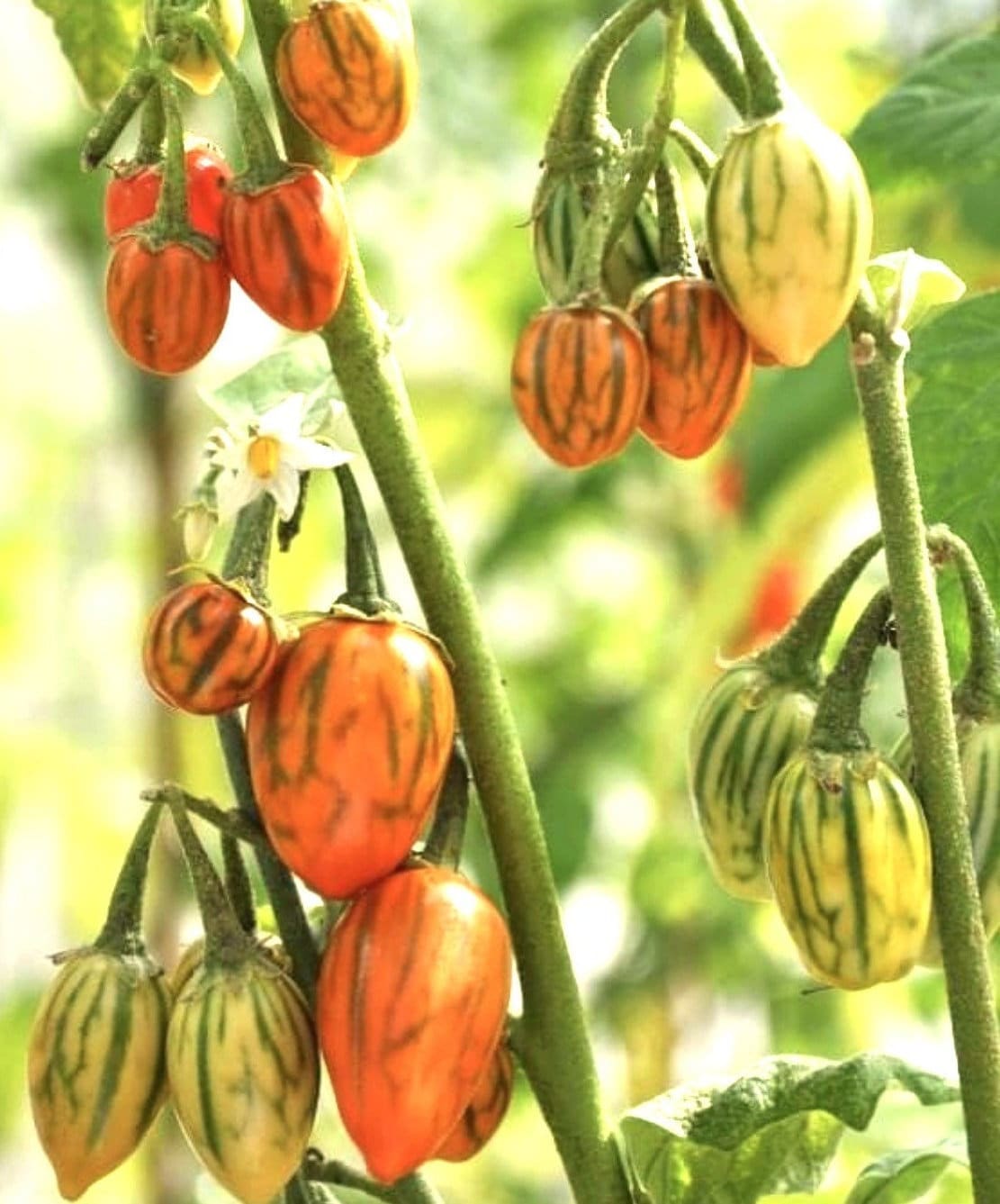 TOGETOGE PLANTS Striped Togo Eggplant Seeds | Heirloom | Organic - Etsy