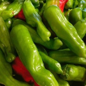 Italian Pepperoncini Pepper Seeds | Sweet | Heirloom | Organic