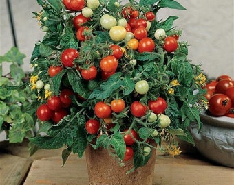 Micro-Tom Tomato Seeds | Organic