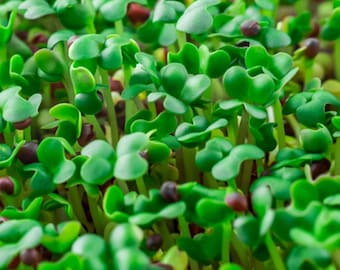 Basic Salad Microgreen Mix | Organic