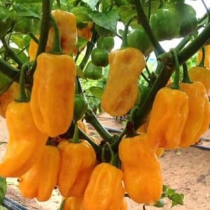 Sweet Yellow Habanero Pepper Seeds  | Organic