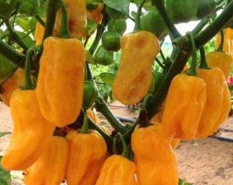 Sweet Yellow Habanero Pepper Seeds  | Organic