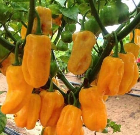 Sweet Yellow Habanero Pepper Seeds  | Organic