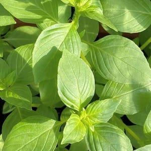 Lime Basil Seeds | Heirloom