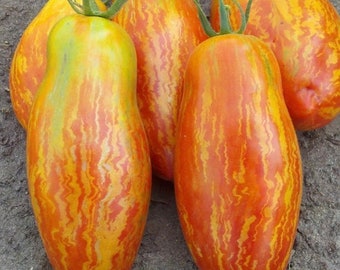 Speckled Roman Tomato Seeds | Heirloom | Organic
