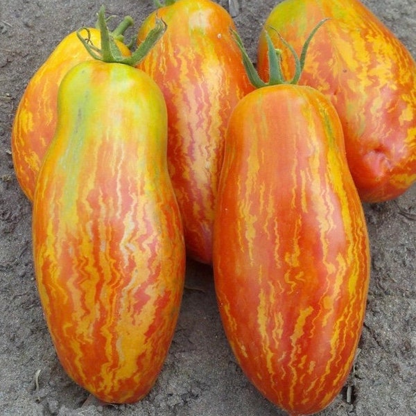 Speckled Roman Tomato Seeds | Heirloom | Organic