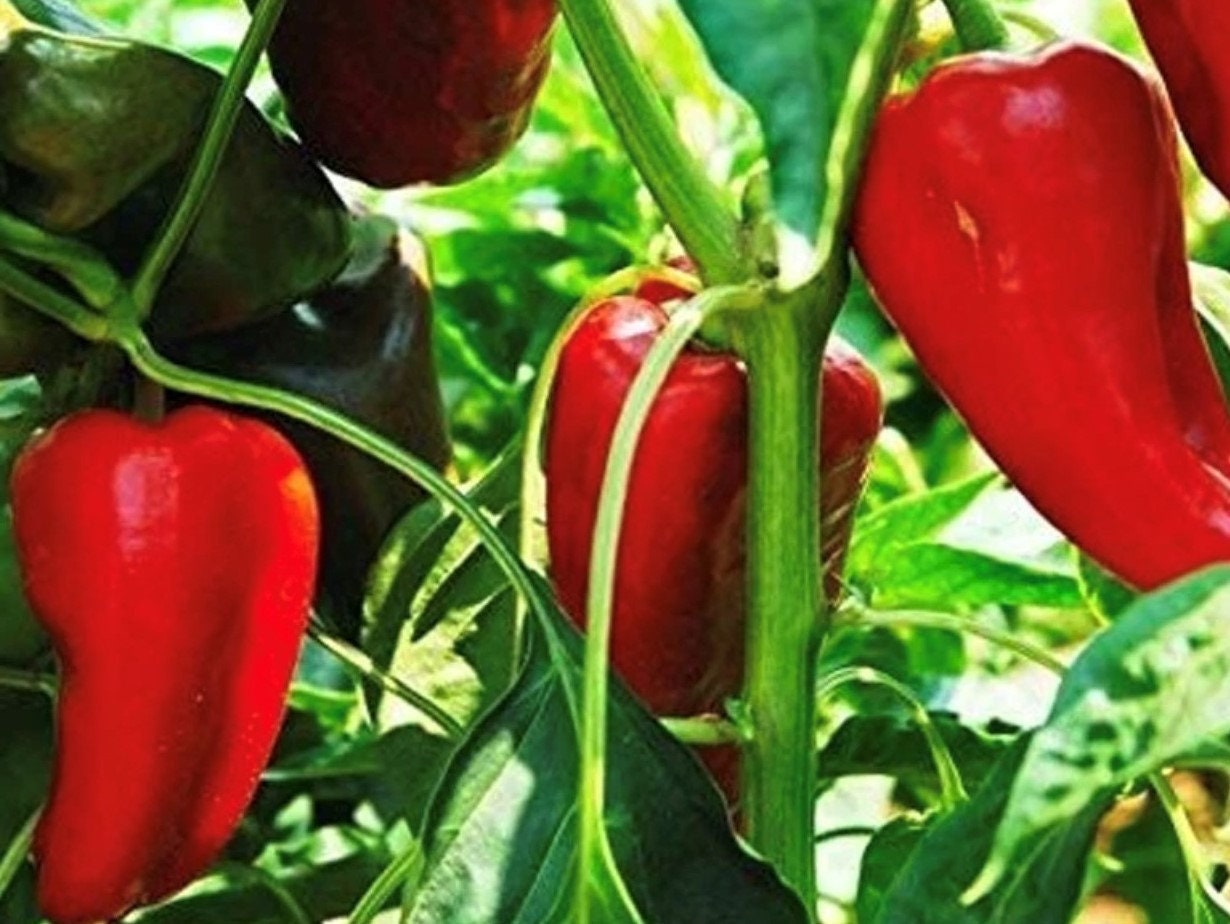 Nocera Rosso Pepper Seeds | Heirloom