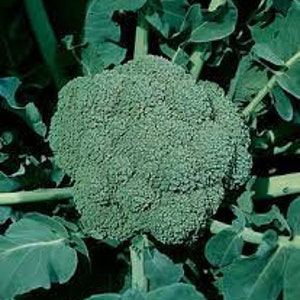 May include: A close-up of a fresh, green broccoli head surrounded by green leaves and stems. The broccoli is in focus, showcasing its textured surface. The image highlights the natural, organic form of the vegetable.