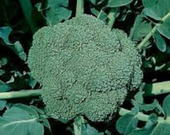 Semillas de brócoli Waltham 29 / Heirloom / Orgánico