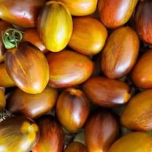 May include: A close-up shot of a pile of oblong tomatoes. The tomatoes have a mix of colors, including yellow, orange, and brown. Some have green stems. The tomatoes are ripe and ready to eat.