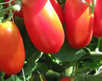 San Marzano Tomato Seeds (Indeterminate) | Heirloom | Organic