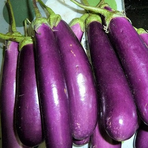 Long Purple Eggplant Seeds | Heirloom | Organic