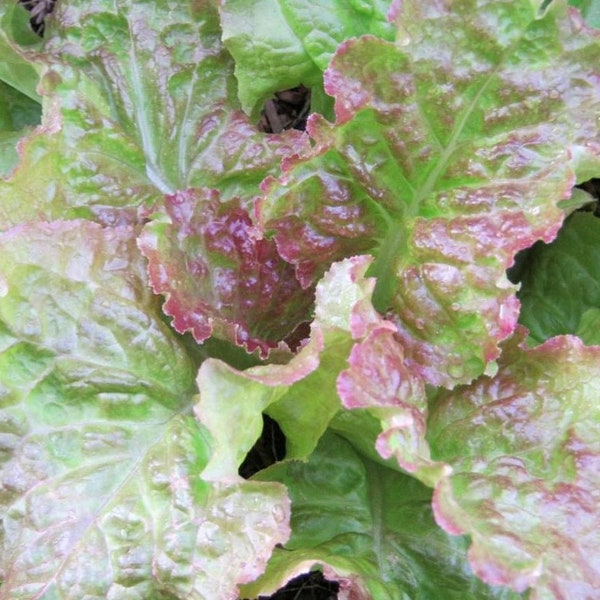 Prizehead Leaf Lettuce Seeds | Organic