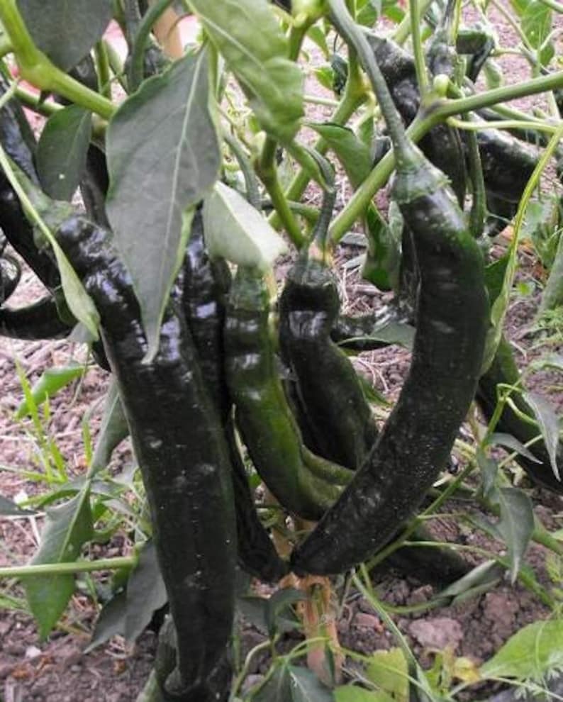 Pasilla Bajio Pepper Seeds | Hot | Heirloom | Organic - Etsy