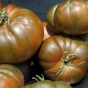 Black From Tula Tomato Seeds | Heirloom | Organic