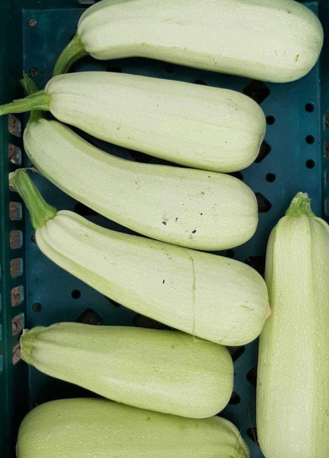 Trieste White Zucchini Seeds Summer Squash Heirloom Organic Etsy