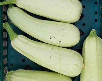 Trieste White Zucchini Seeds | Summer Squash | Heirloom | Organic