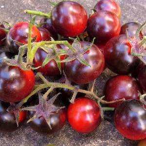 Dancing With Smurfs Tomato Seeds | Organic