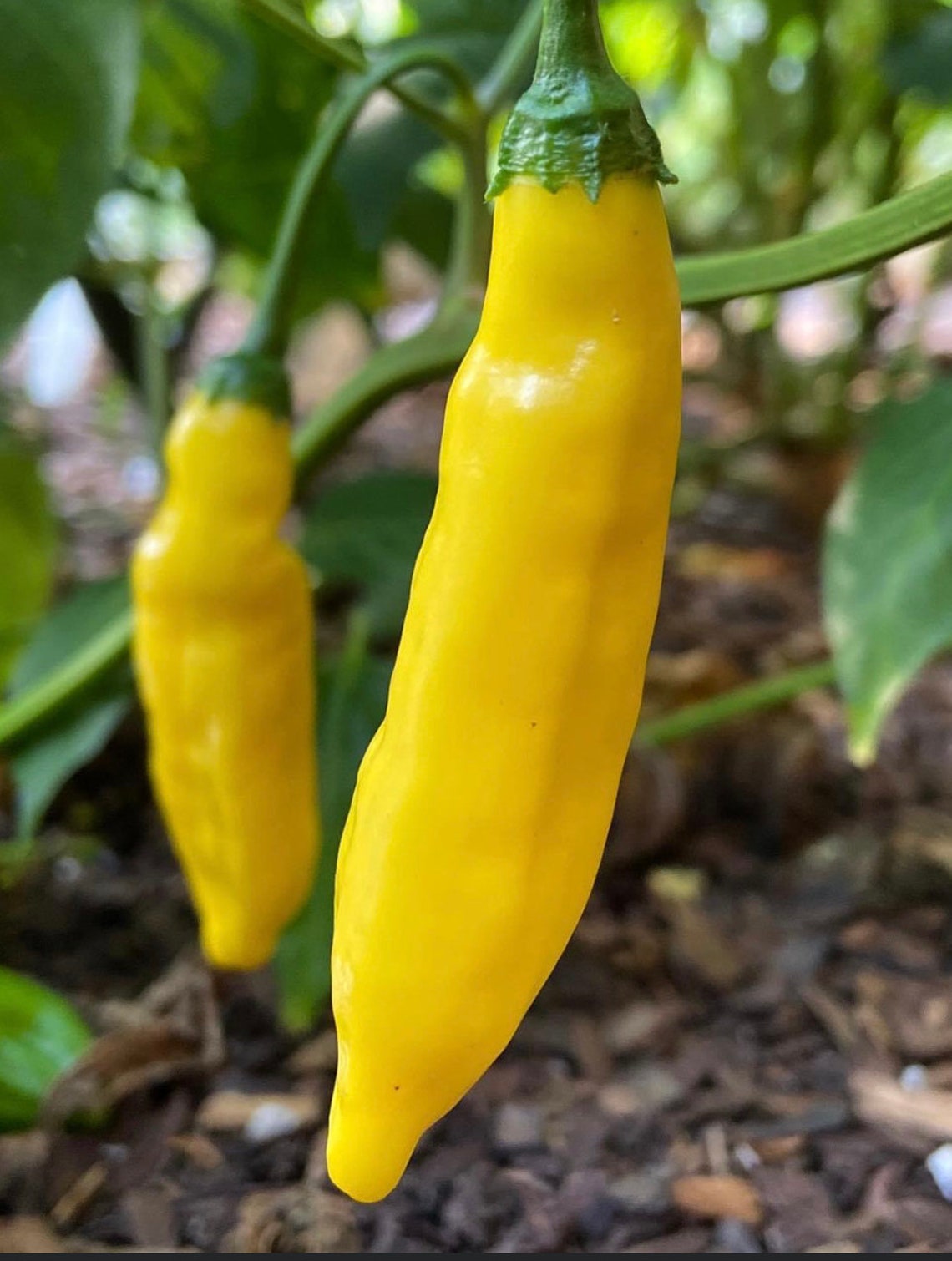 Lemon Drop Pepper Seeds | Hot | Organic - Etsy