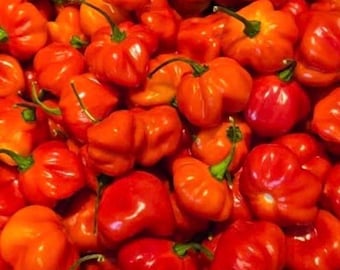 Red Scotch Bonnet Pepper Seeds | Hot