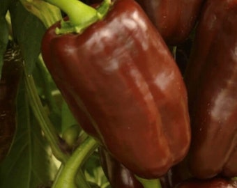 Sweet Chocolate Pepper Seeds | Heirloom