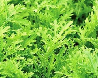Venta**1 oz (11,200 semillas) Semillas de Mizuna Lime Streaks