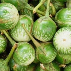 Thai Round Eggplant Seeds | Heirloom | Organic