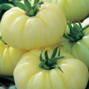 White Beauty Tomate Samen | Erbstück | Bio