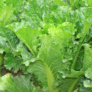 Michihili Chinese Cabbage Seeds | Heirloom | Organic