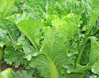 Michihili Chinese Cabbage Seeds | Heirloom | Organic