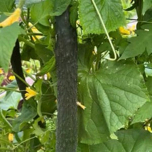 Può includere: Un cetriolo verde scuro che cresce su una vite con foglie verdi e fiori gialli.