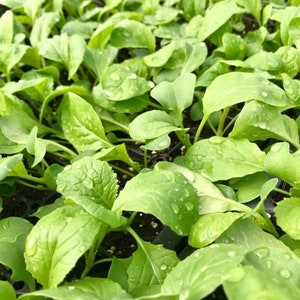 Komatsuna Mustard Seeds | Heirloom | Organic