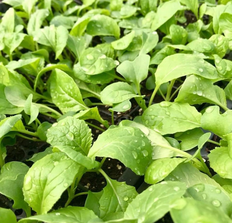 Komatsuna Mustard Seeds | Heirloom | Organic