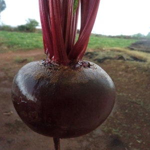 May include: A large, dark red beet with a long, thin stem. The beet is wet and shiny, and the stem is made up of many thin, red stalks.