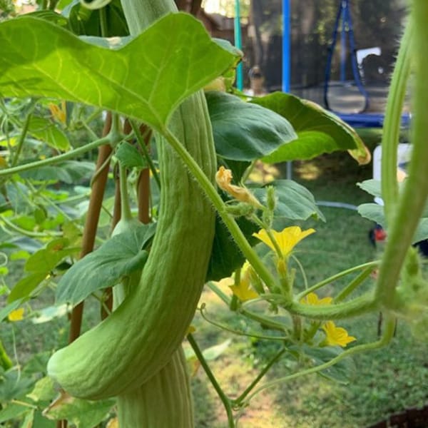 Armenian Cucumber Seeds | Heirloom | Organic